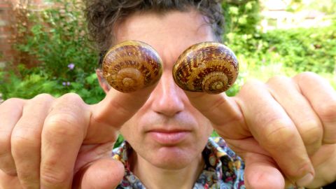 jeremy the left facing snail